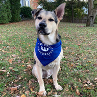 Pet Bandana